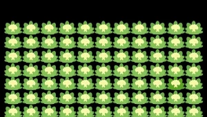 Gdzie jest inny kalafior? Sprawdź się w naszej zagadce optycznej.