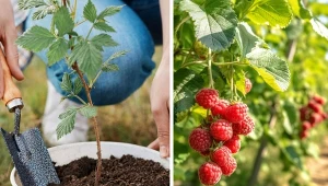 Jeśli sadzimy maliny jesienią, musimy zadbać o odpowiednie nawożenie.