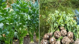 Zobacz, co zrobić, aby seler był duży. Sprawdź, kiedy rozpocząć jego zbiór.