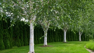 Brzozowy zagajnik we własnym ogrodzie? Dlaczego nie!