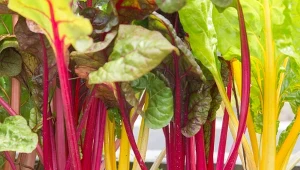 Burak liściowy to warzywo, które cenione jest za swoje niebywałe walory smakowe i prozdrowotne.