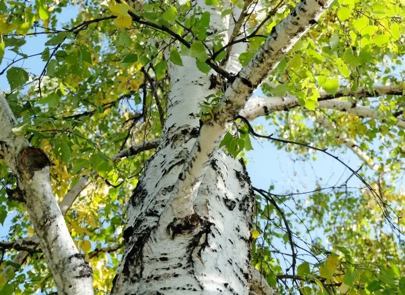 Brzoza wprowadza do ogrodu wyjątkowy klimat