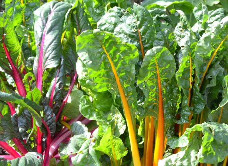 Uprawa buraka liściowego nie jest trudna