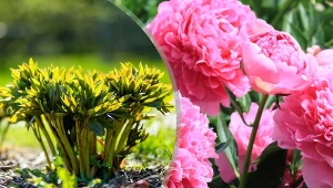 Piwonie po przesadzeniu potrzebują sporo czasu, by ponownie zakwitnąć.