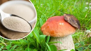 Uprawa grzybów w ogrodzie wymaga nieco trudu i cierpliwości,