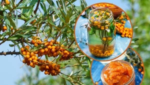 Rokitnik zwyczajny to krzew o wyjątkowej urodzie. Jego owoce są zdrowe i mają wiele zastosowań.