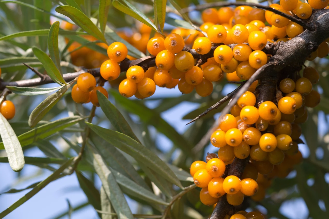 Owoce rokitnika dojrzewają na jesień
