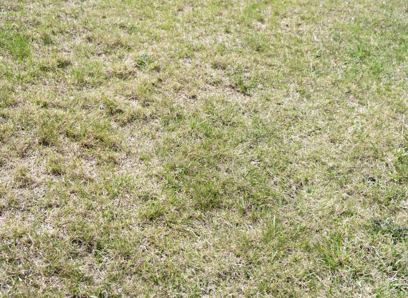 Zanim rozpoczniemy dosiewkę trawy, trzeba dobrze oczyścić stary trawnik