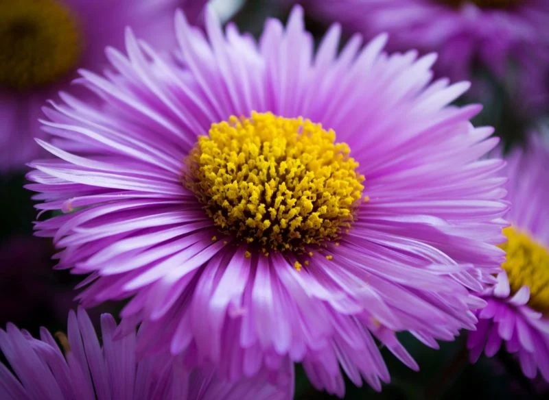 Koszyczki astrów jesiennych składają się z dwóch rodzajów kwiatów