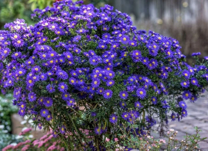 Marcinki mogą osiągnąć nawet 180 cm wysokości