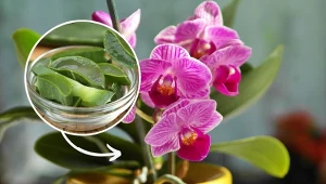 Poznaj przepis na naturalną odżywkę na kwitnienie roślin doniczkowych.