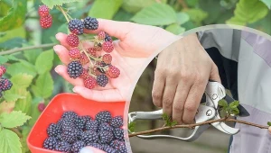 Kiedy i jak przycinać jeżyny? Najważniejsze terminy i zasady.