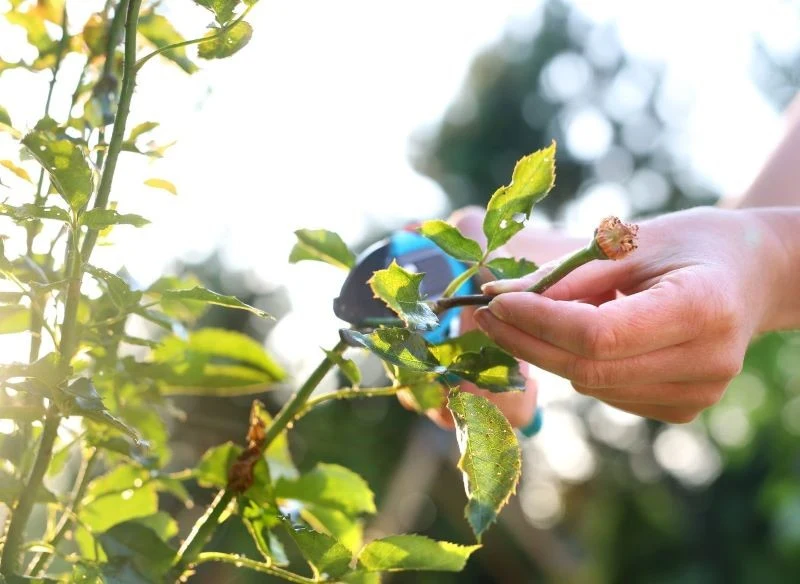 Stare róże możemy przesadzać w momencie, gdy zakończą wegetację
