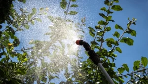 Kiedy rozpocząć jesienne opryski drzew owocowych i czego używać? For.