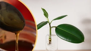 Jak zrobić ukorzeniacz do roślin w domu? Po pomoc zajrzyjcie do kuchni.