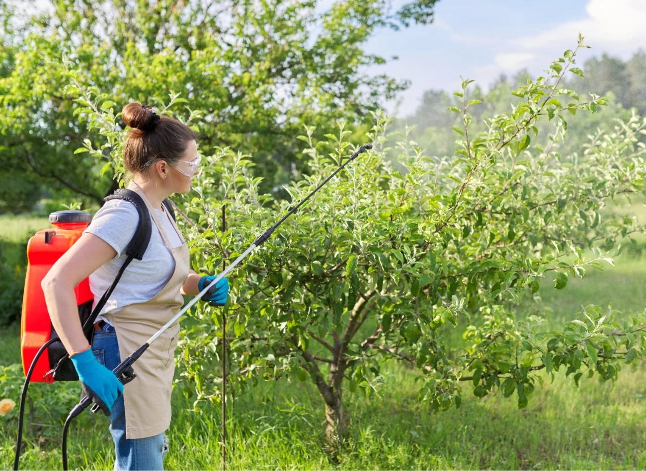 Tylko naturalne opryski drzew owocowych nie wymagają od ogrodnika specjalnego zabezpieczenia