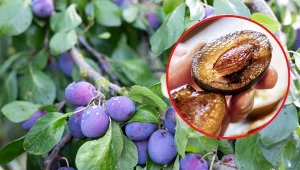 Bez wątpienia owocówka śliwkóweczka jest najgroźniejszym szkodnikiem śliwy.