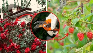 Przycinanie roślin w ogrodzie we wrześniu to ważny zabieg. Jak dobrze to zrobić?