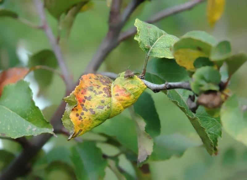 Owocówka śliwkóweczka powoduje robaczywienie śliwek