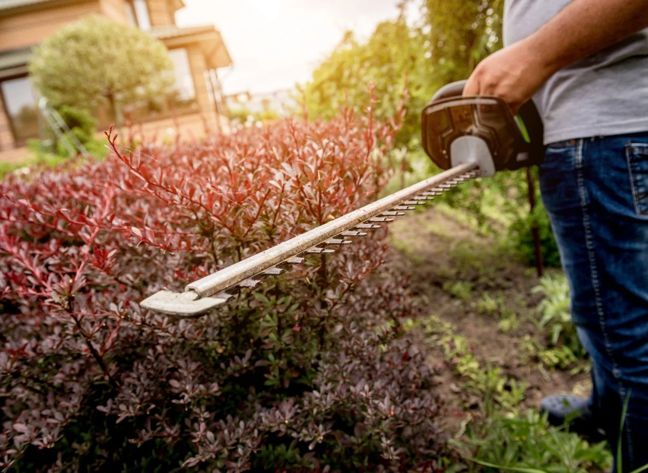Przycieniania we wrześniu wymagają również żywopłoty
