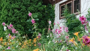 Czy pamiętasz, co rosło w babcinym ogrodzie?