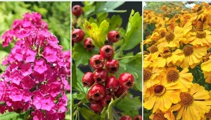 We wrześniu kwitnie i owocuje wiele gatunków roślin.