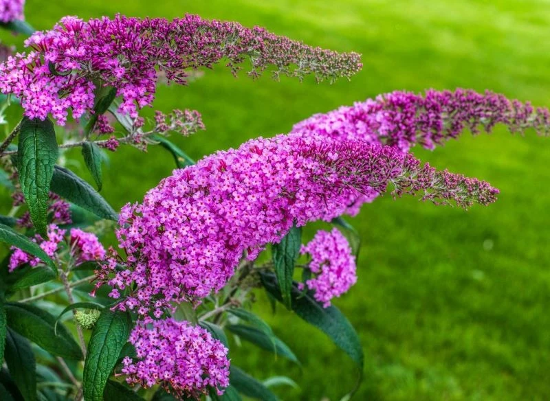 Wrzesień to miesiąc, w którym kwitnie budleja Davida