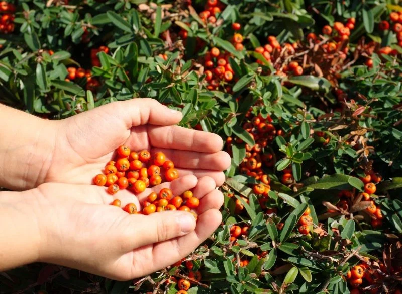 We wrześniu zbierzemy owoce ognika szkarłatnego