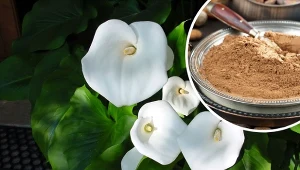 Twoja kalia marnieje i nie chce kwitnąć? Przygotuj domową odżywkę.