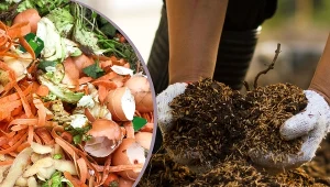 Na kompost z odpadków kuchennych nie wolno dawać mięsa.