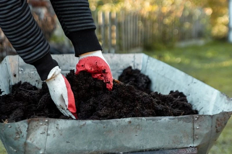 Źródłem materii organicznej na nieprzekopywanej grządce może być przekompostowany obornik