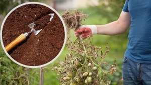 Gleba po uprawie pomidorów wymaga dodatkowych zabiegów.
