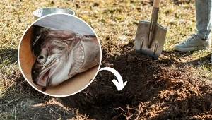 Sprawdź, dlaczego ogrodnicy zakopują ryby w grządkach.