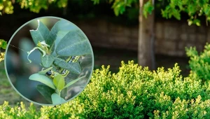 Ćma bukszpanowa zaczęła żerować na krzewach w zupełnie inny sposób niż do tej pory. For.123RF