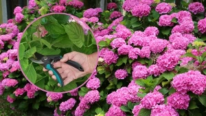 Prawidłowo pielęgnowane hortensje mogą cieszyć nas kwiatami dłużej.