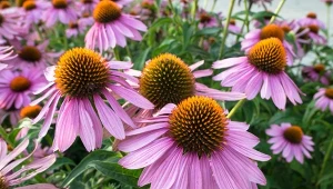 Jeżówki są piękną ozdobą ogrodu.