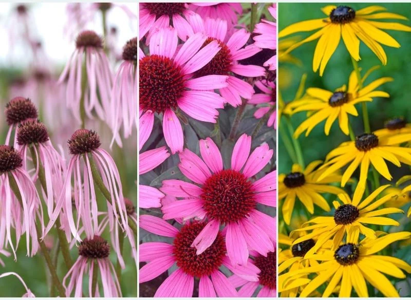 Jeżówki występują w wielu pięknych odmianach