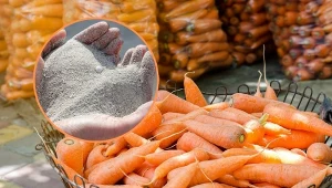 Poznaj najlepsze sposoby na przechowywanie marchwi, żeby nie wyschła i nie popsuła się.
