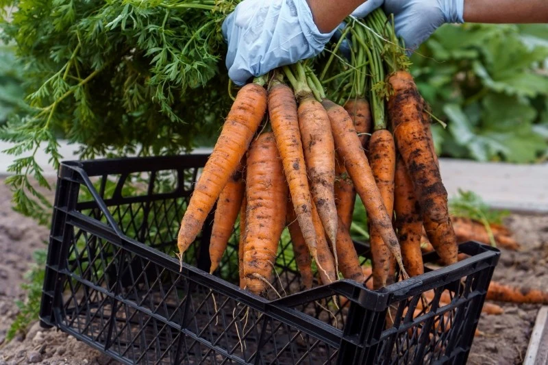 Marchew należy przechowywać w chłodnym miejscu