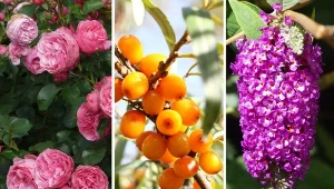 Odpowiedni dobór roślin sprawia, że ogród może zachwycać również we wrześniu.