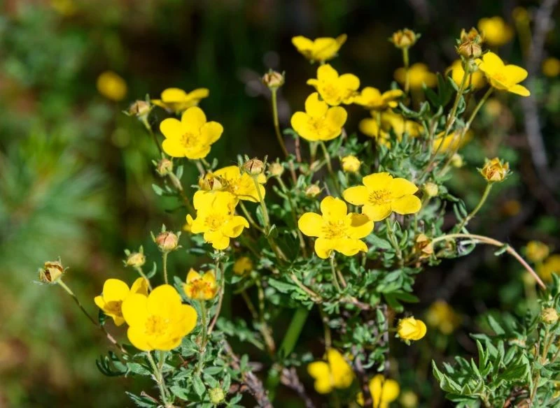 Pięciornik krzewiasty zapiera dech urokliwymi kwiatami