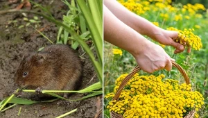 Jak wykorzystać wrotycz w ogrodzie? Sprawdź.