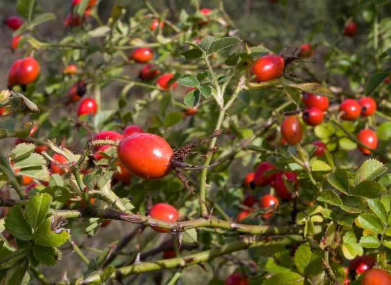 Owoce dzikiej róży są bogatym źródłem witaminy C