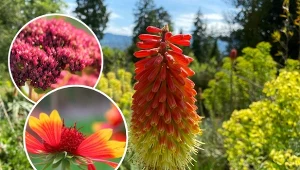 Najpiękniejsze byliny na suche i słoneczne miejsca. Kwitną do późnej jesieni. Fot. CanvaPro