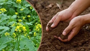 Nawozy zielone to sprawdzony sposób na poprawienie stanu nawet najbardziej wyjałowionej i zaniedbanej gleby.