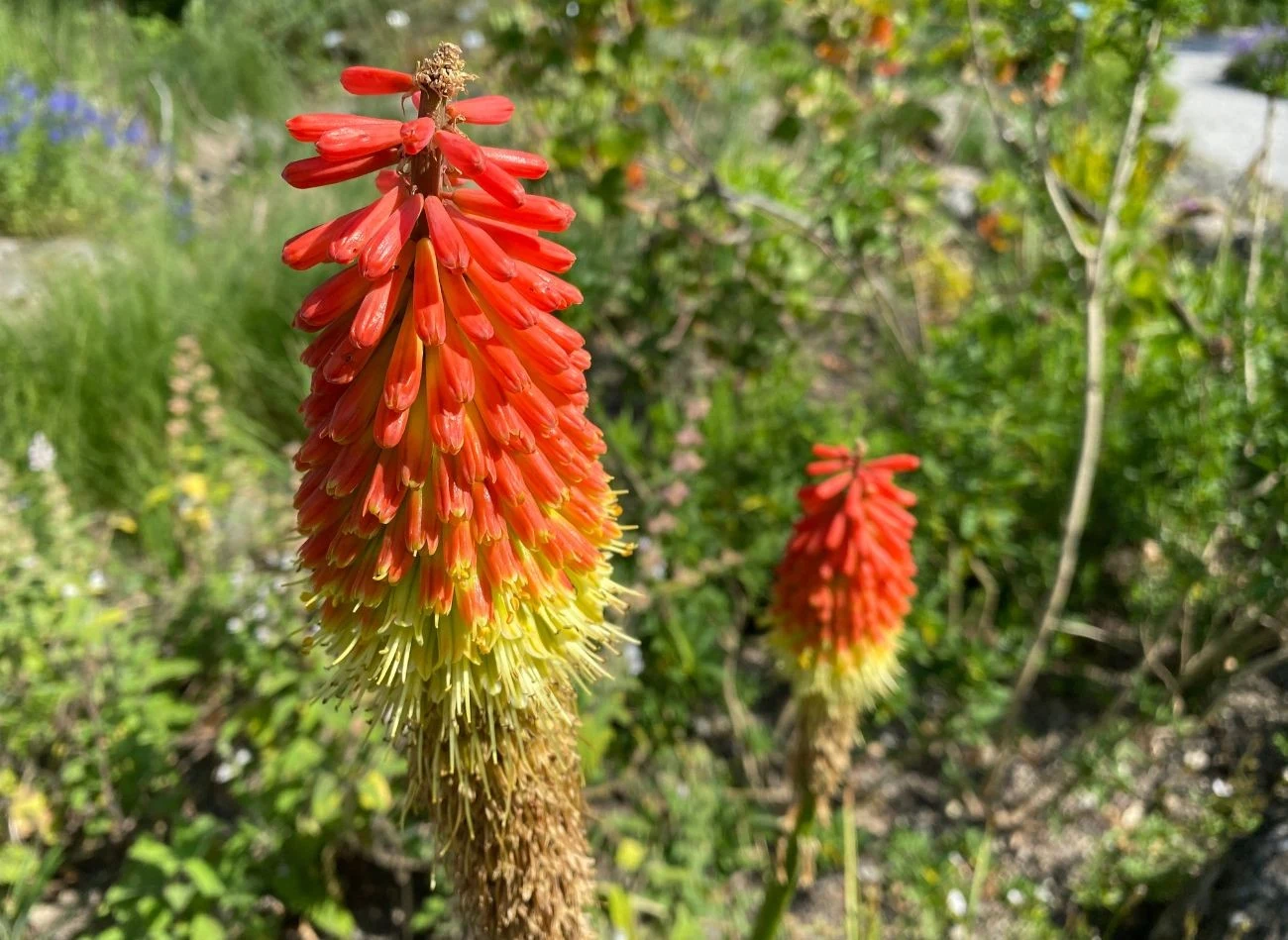 Kwiaty trytomy są zjawiskowe - przypominają pochodnie