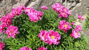 Piwonia chińska charakteryzuje się rozłożystym pokrojem.