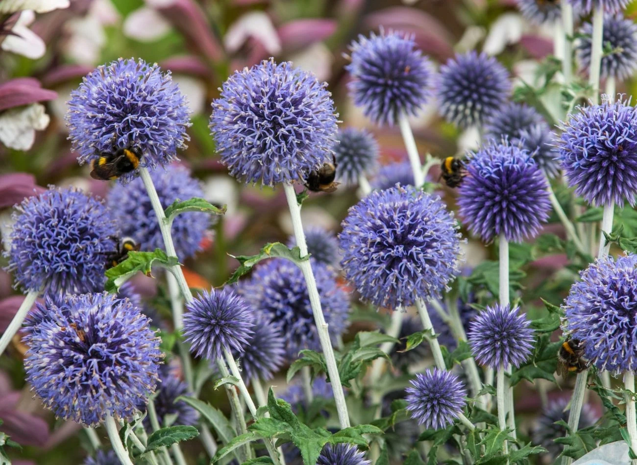 Przegorzan (Echinops) to niezwykle dekoracyjna bylina o oryginalnej urodzie
