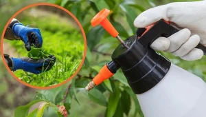 Gnojówki wykorzystasz jako skuteczny środek ochrony roślin.