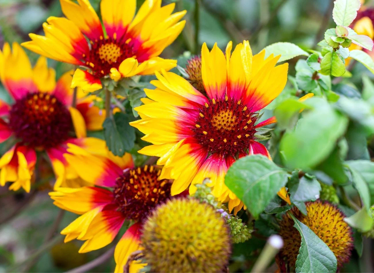 Gailardia (zwana dzianwą) należy do roślin z rodziny astrowatych